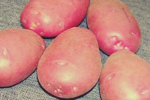 Картофель журавинка – описание сорта и особенности разведения