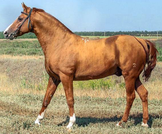 Будeнновская лошадь: описание, происхождение, состояние породы, продуктивность