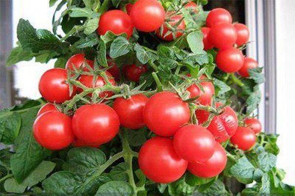 Характеристика, особенности, достоинства сорта томата «сладкая гроздь»