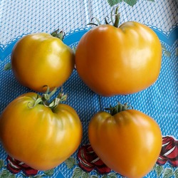 Описание сорта томатов «золотые купола»