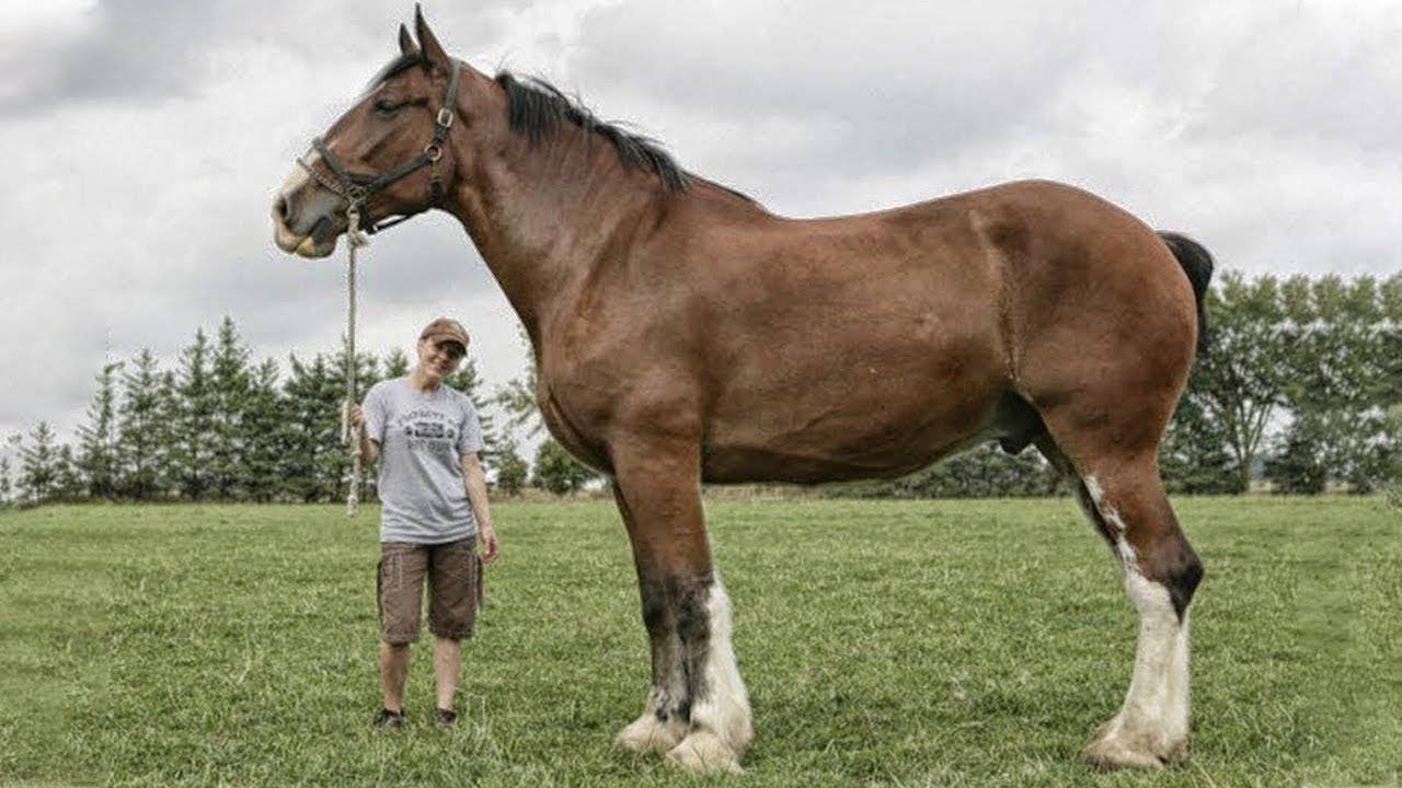 Сколько весят лошади?