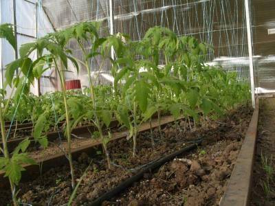 Как нужно сажать и выращивать помидоры без полива