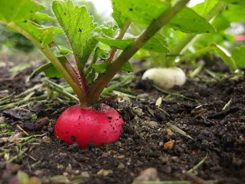 Как понять, что урожай редиса в опасности? главные вредители овоща и меры борьбы с ними