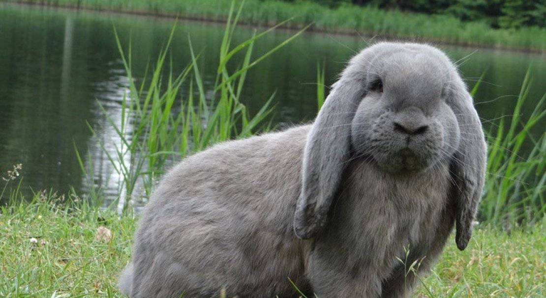Описание и содержание кроликов породы французский баран
