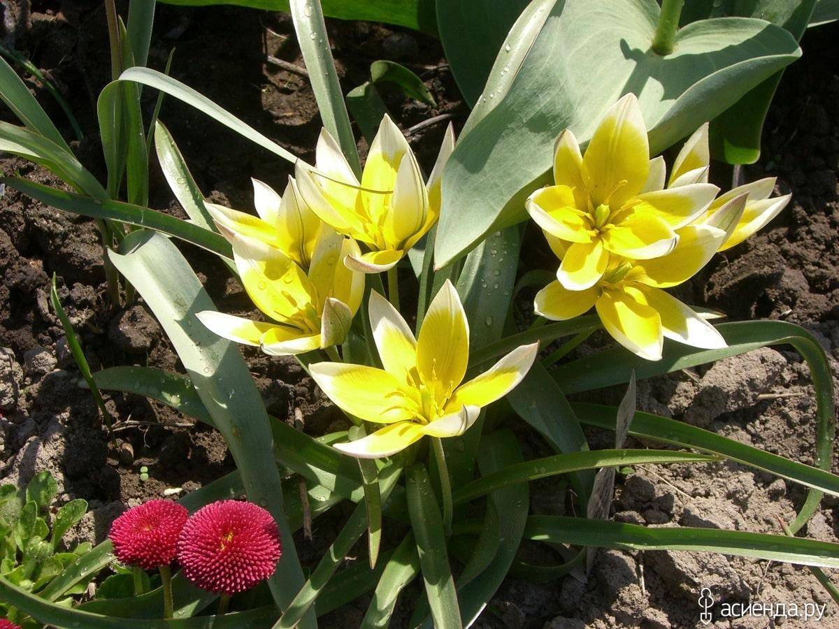 Популярные виды и сорта тюльпанов фото, цветение и описание цветка, особенности выращивания и ухода