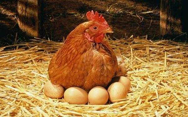 Яйца без скорлупы – как решить проблему?