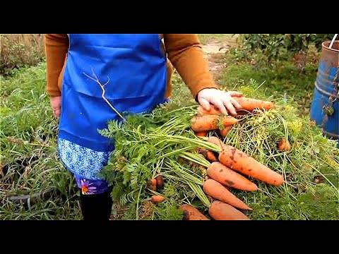 Лучшие способы добиться хорошего урожая. как замочить семена моркови перед посадкой?