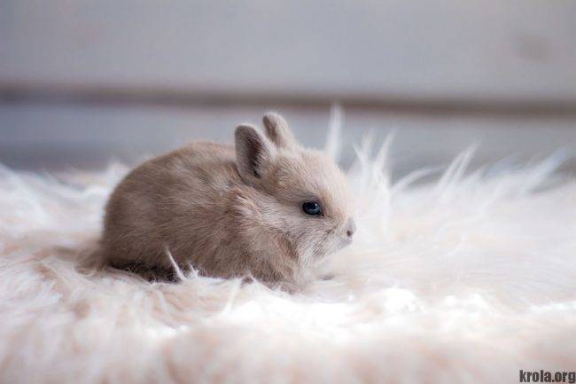 Удивительный мир карликовых кроликов