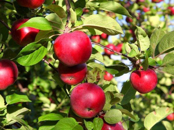 Обзор сортов яблок для беларуси и рекомендации по выращиванию