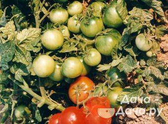 Кустовые томаты: сорта