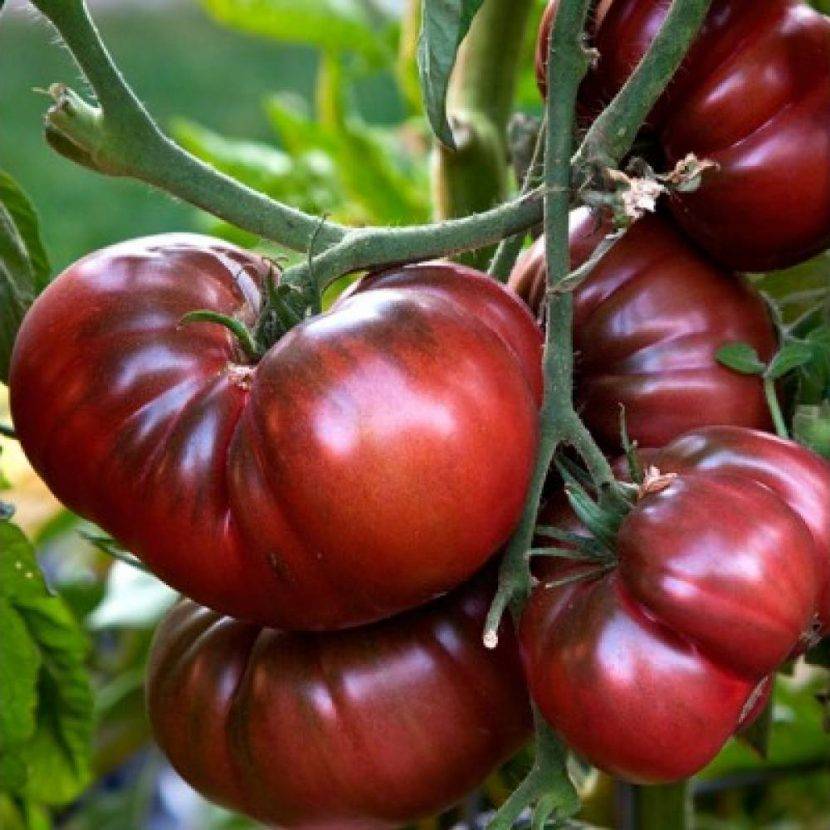 Лучшие сорта томатов для теплиц на 2018-2019 годы