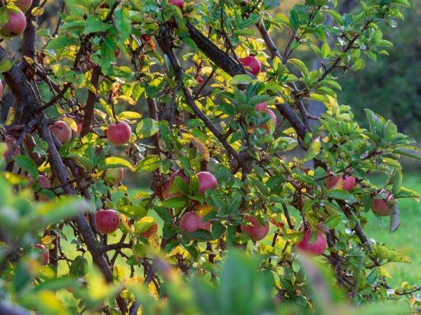 Яблоня декоративная: описание видов, посадка и уход