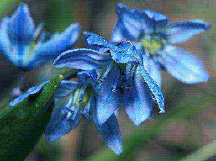 Цветок «сцилла»: описание, фото, посадка и уход