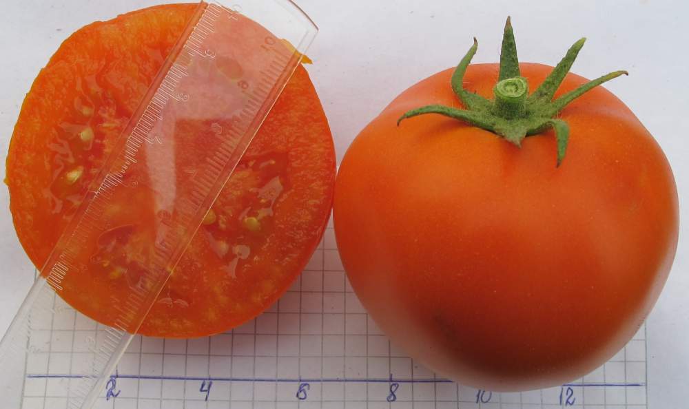 Выращивание томата челябинский метеорит