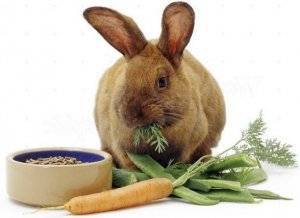 Витамины для кроликов и что едят
