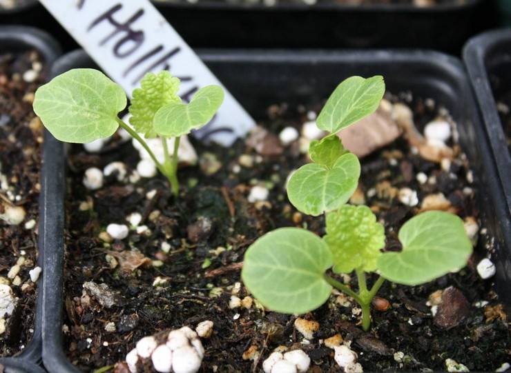 Циния — выращивание и уход в открытом грунте