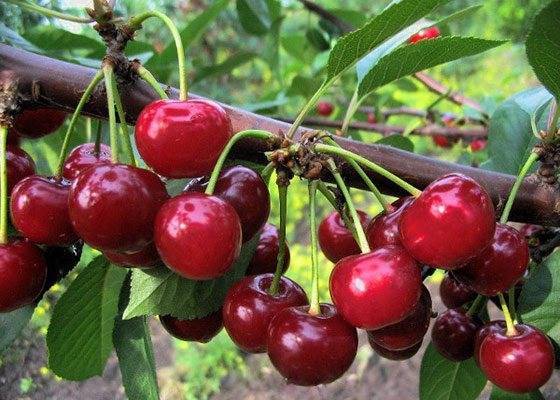 Сорт вишни хуторянка: описание и характеристики сорта, выращивание и уход