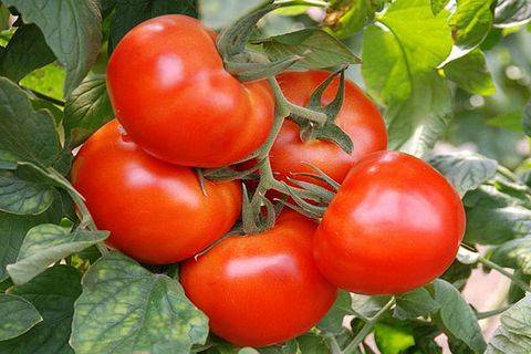 Характеристика и описание сорта томата Король рынка, его урожайность