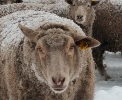 Породы тонкорунных овец: описание и характеристика