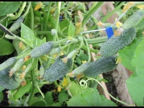Мини-огурцы мелотрия шершавая: в чем особенность сорта и как правильно его выращивать?
