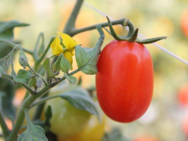 Лучший среди ранних гибридов – урожайный помидор катя f1