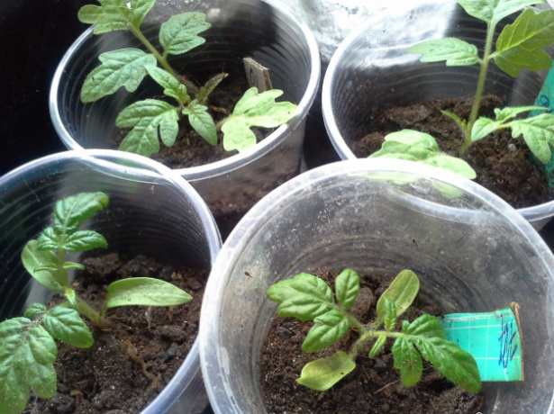 Выращивание рассады томатов по методу терехиных