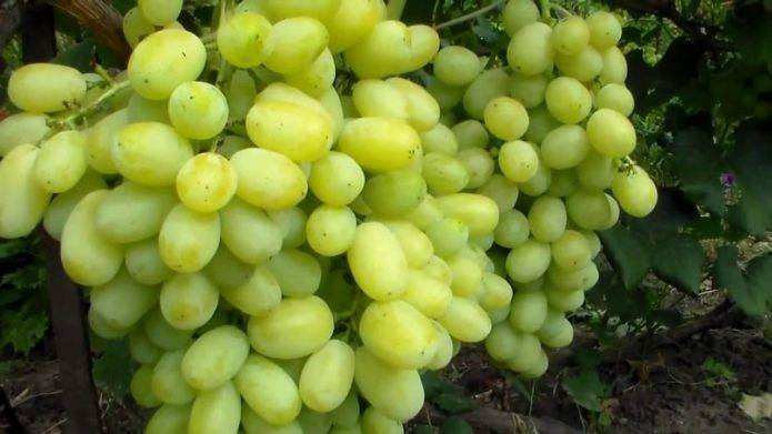 Описание и характеристики винограда сорта красотка, сроки созревания и уход