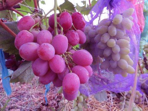 Виноград «ляна» — сорт с высокой засухоустойчивостью