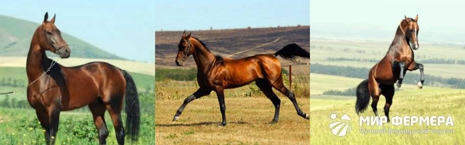 Ахалтекинская лошадь: история и описание породы