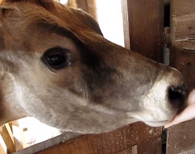 Глаза коровы и быка: строение органа зрения у крс, различают они цвета или нет
