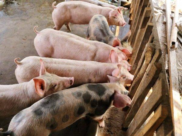 Что едят свиньи: виды кормов и технология кормления