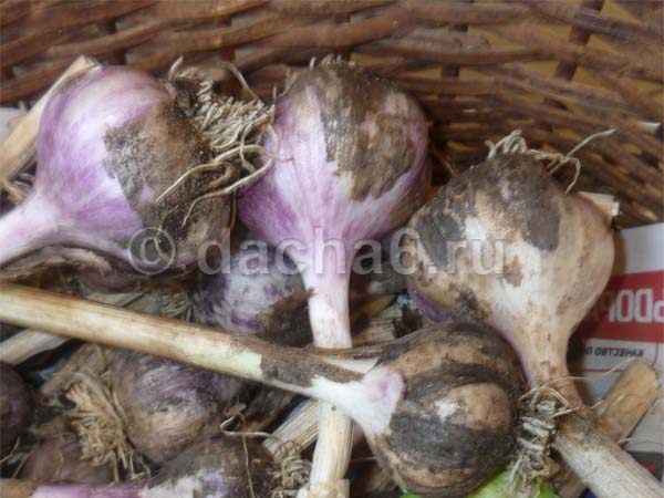 Чеснок с богатой историей: грибовский озимый