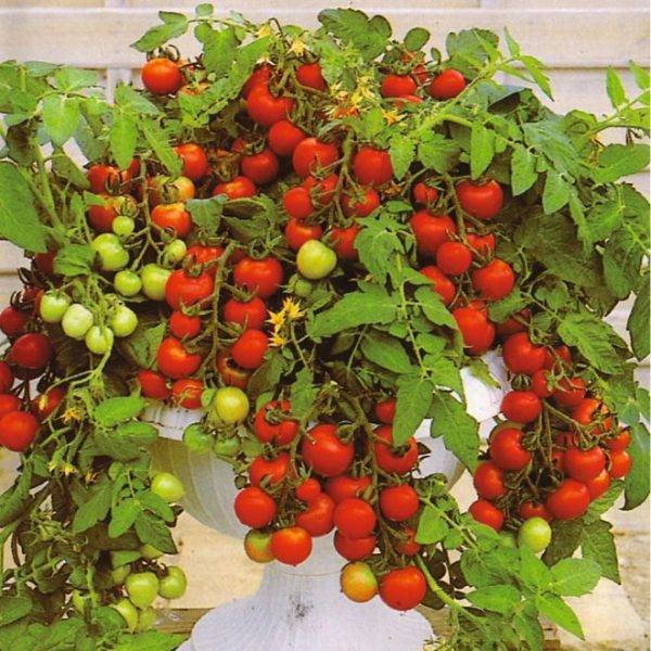 Выращивание помидоров черри: как вырастить томаты прямо на подоконнике