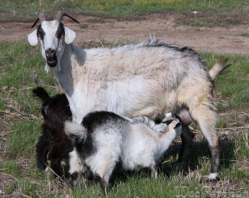 Процесс доения козы: технология, раздой, время дойки