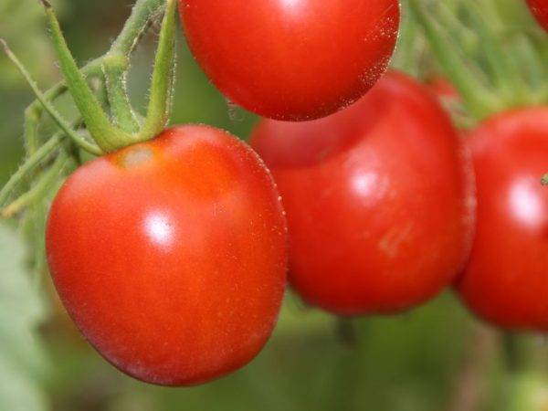 Томат красная гроздь — описание и характеристика сорта