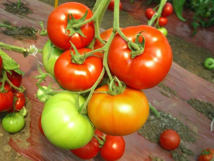 Вкусный томат «фунтик f1»: характеристика и фото с описанием сорта