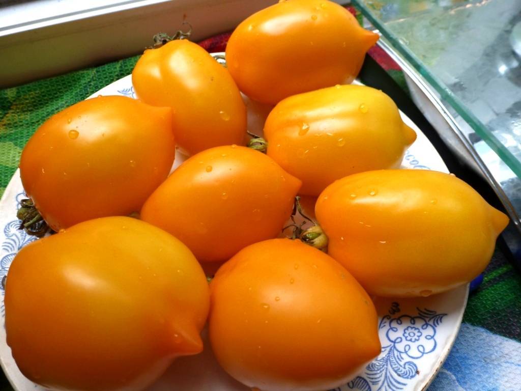 Хороший выбор для фермеров и любителей — гибридный томат сорта «король рынка»