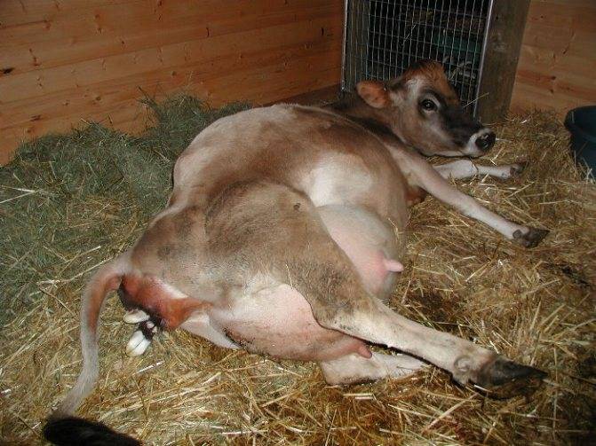 Что делать при отеке вымени у козы после родов и причины состояния, лечение