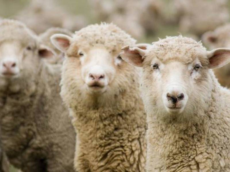 Овца и баран: в чём отличие?