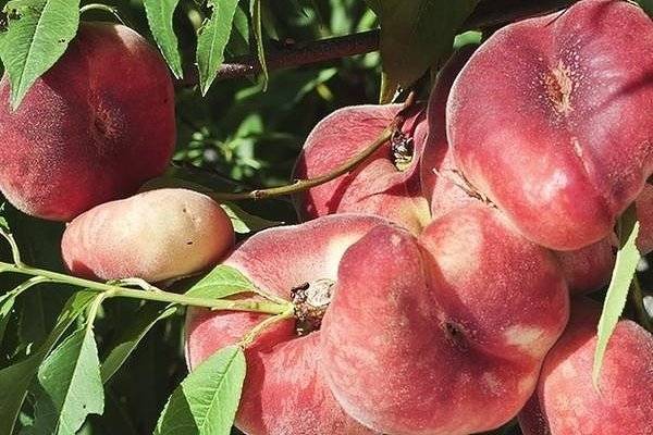 Инжирный персик: полезные свойства, описание сортов, выращивание, посадка и уход