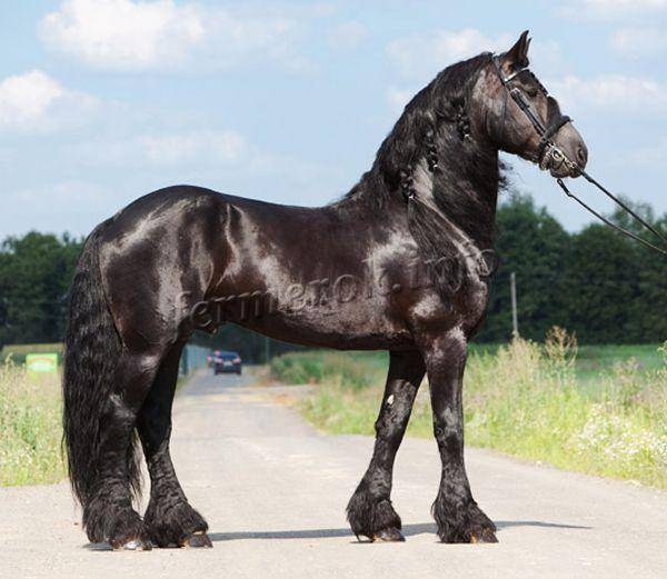 Фризская порода лошадей: характеристика, содержание и уход
