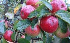 Описание и характеристики яблони сорта белорусское сладкое, посадка и уход