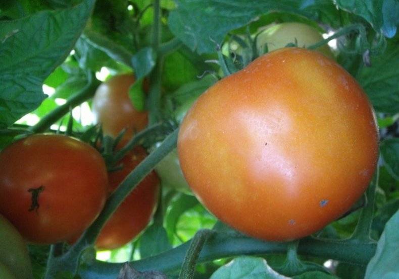 Описание сорта томатов Султан и особенности ухода