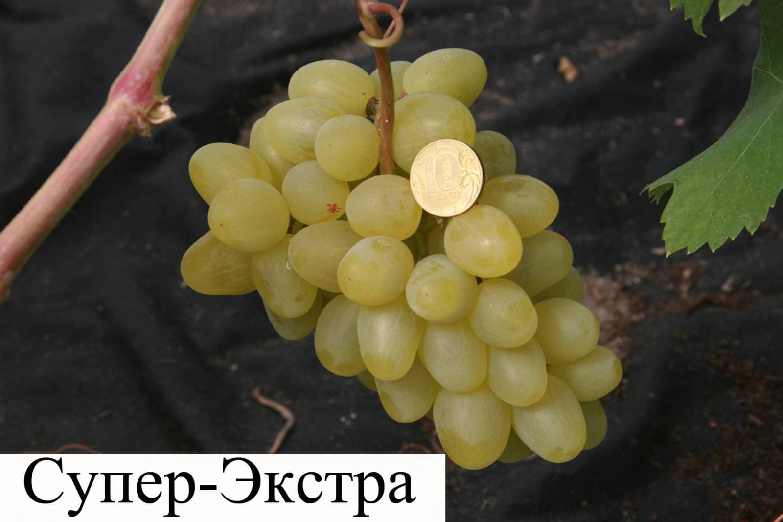 Виноград «супер-экстра»: описание сорта, фото и отзывы