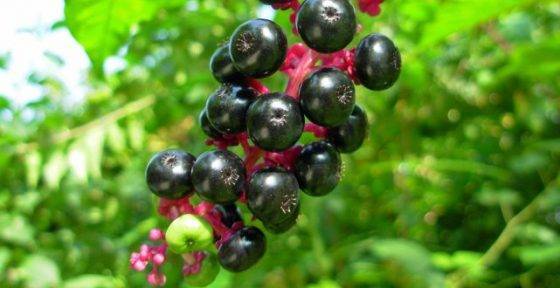 Лаконос лечебные и полезные свойства ягоды