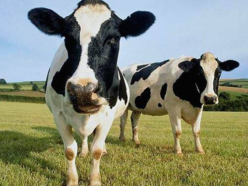 Обзор голштинской породы коров и быков