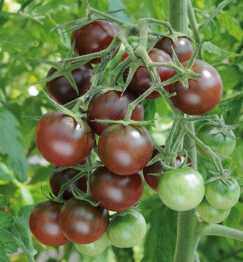 Характеристика, описание и тонкости выращивания томата микадо
