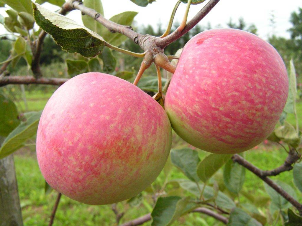 Порадует регулярной урожайностью сорт яблонь ковровый