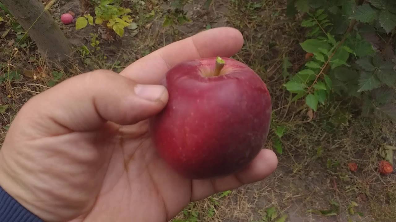 Яблоня услада: особенности сорта и ухода