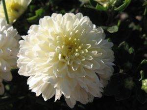 Сорта кустовых хризантем​: саб, оптимист и зелёные цветы